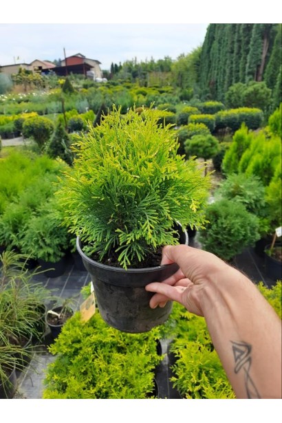 Туя західна Голден Глоуб - 3л/вис.20-25см/Ø15-20см